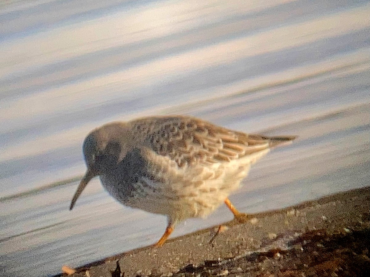 Purple Sandpiper - ML611950496