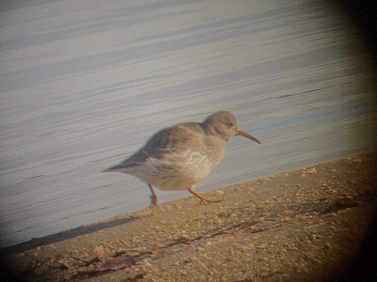 Purple Sandpiper - ML611950498