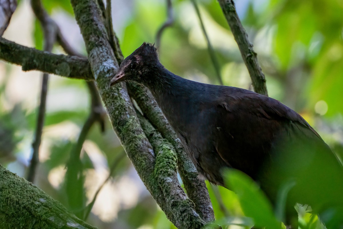 Orange-footed Megapode - ML611950676