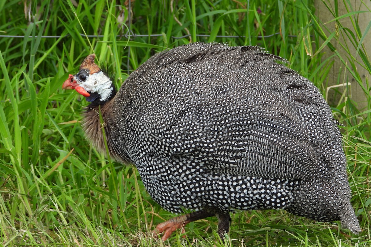 Helmeted Guineafowl - ML611950692