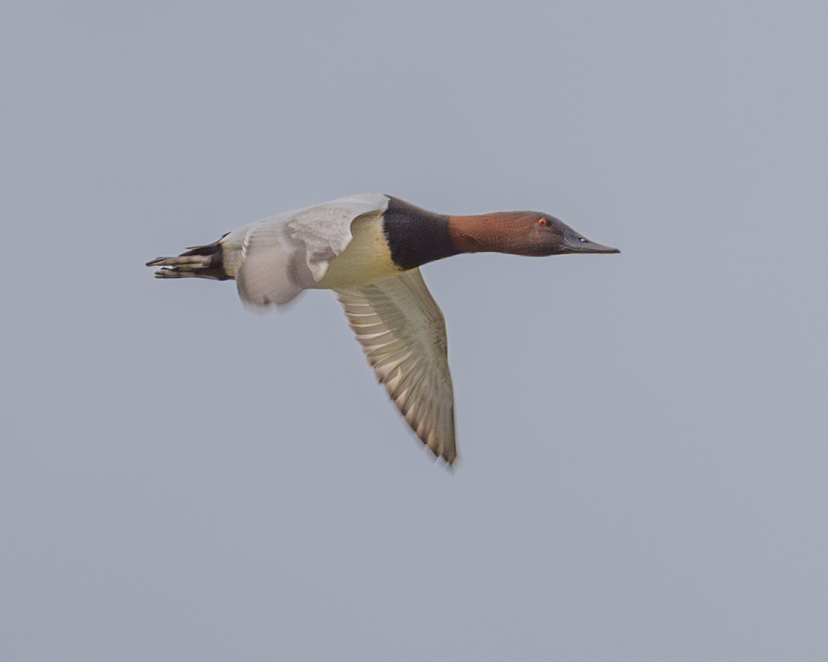 Canvasback - ML611950775