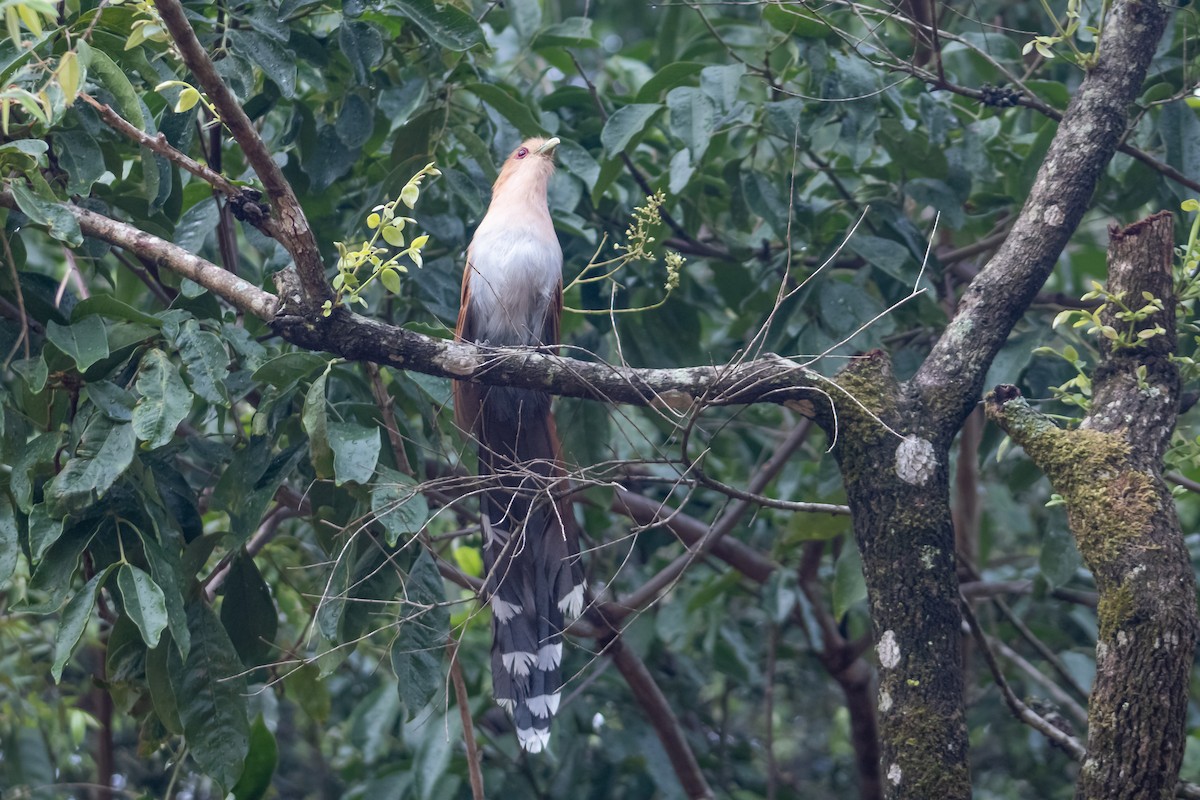Squirrel Cuckoo - Francisco Valdevino Bezerra Neto