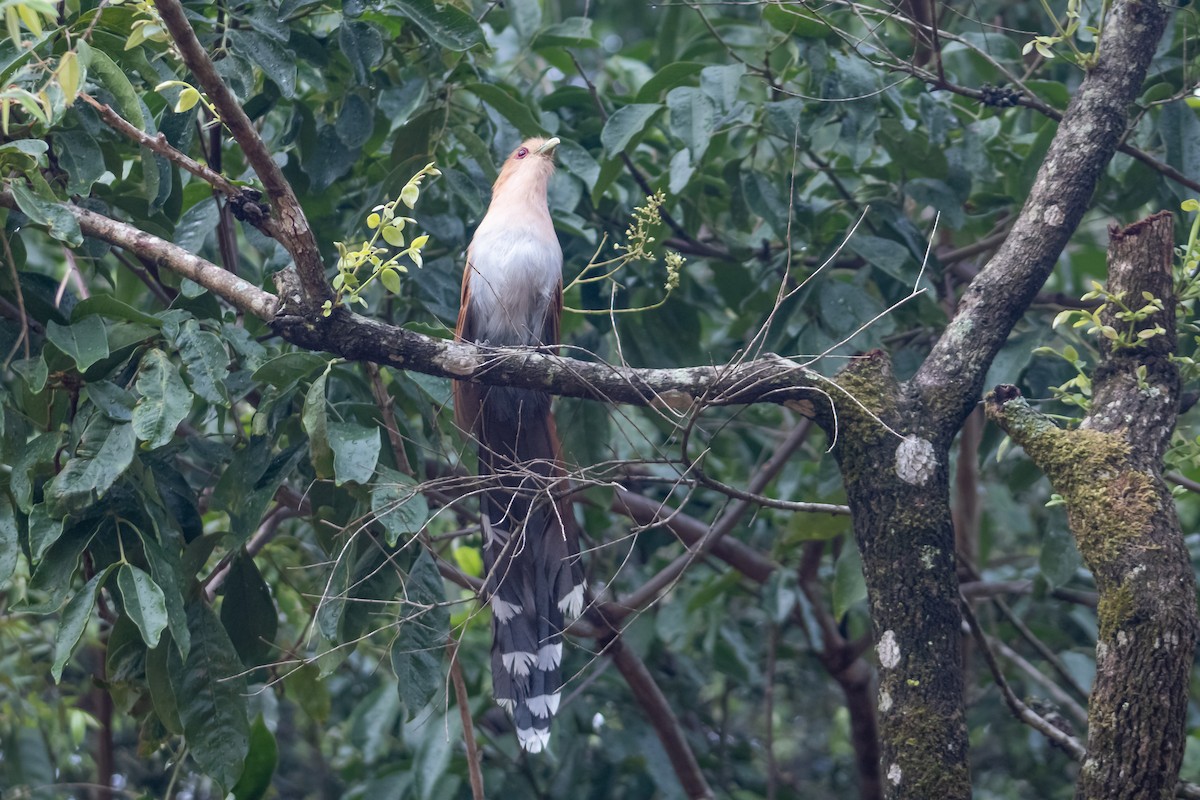 Squirrel Cuckoo - ML611950776