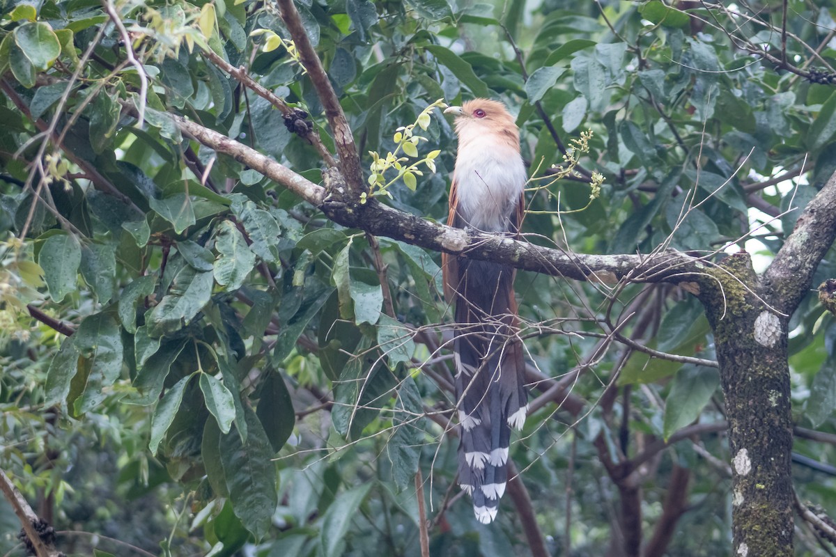 Squirrel Cuckoo - Francisco Valdevino Bezerra Neto