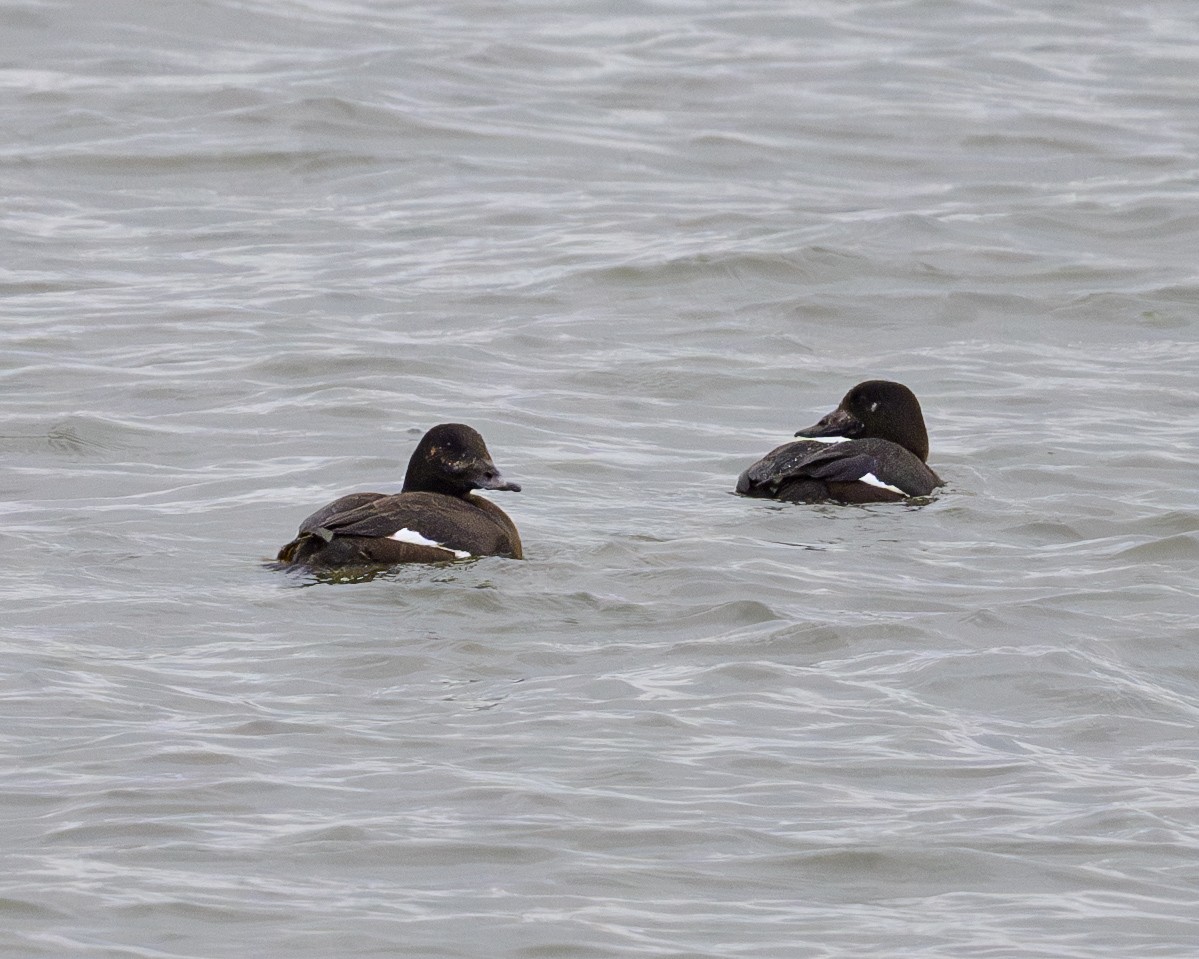 White-winged Scoter - ML611950791