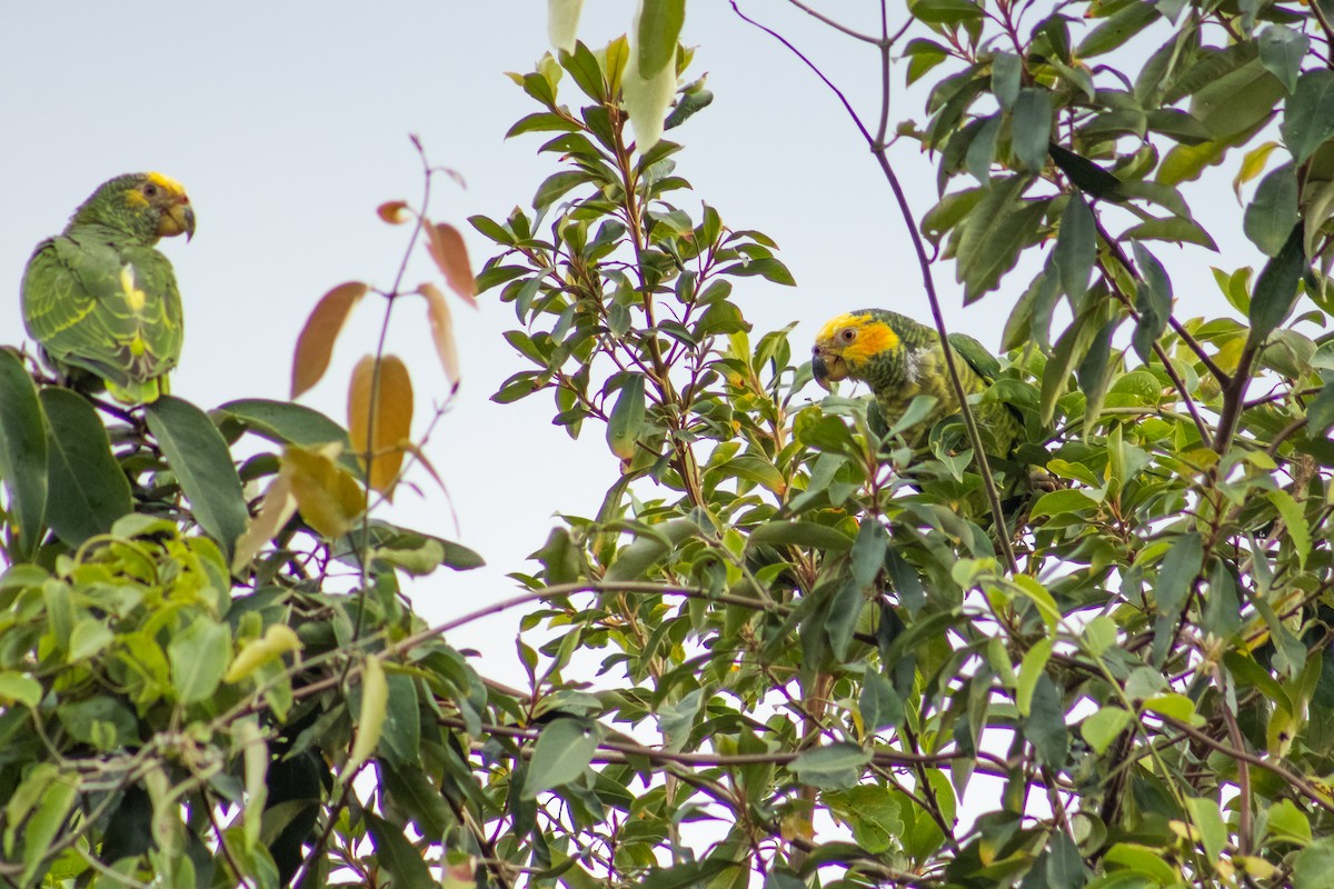 Yellow-faced Parrot - Francisco Valdevino Bezerra Neto