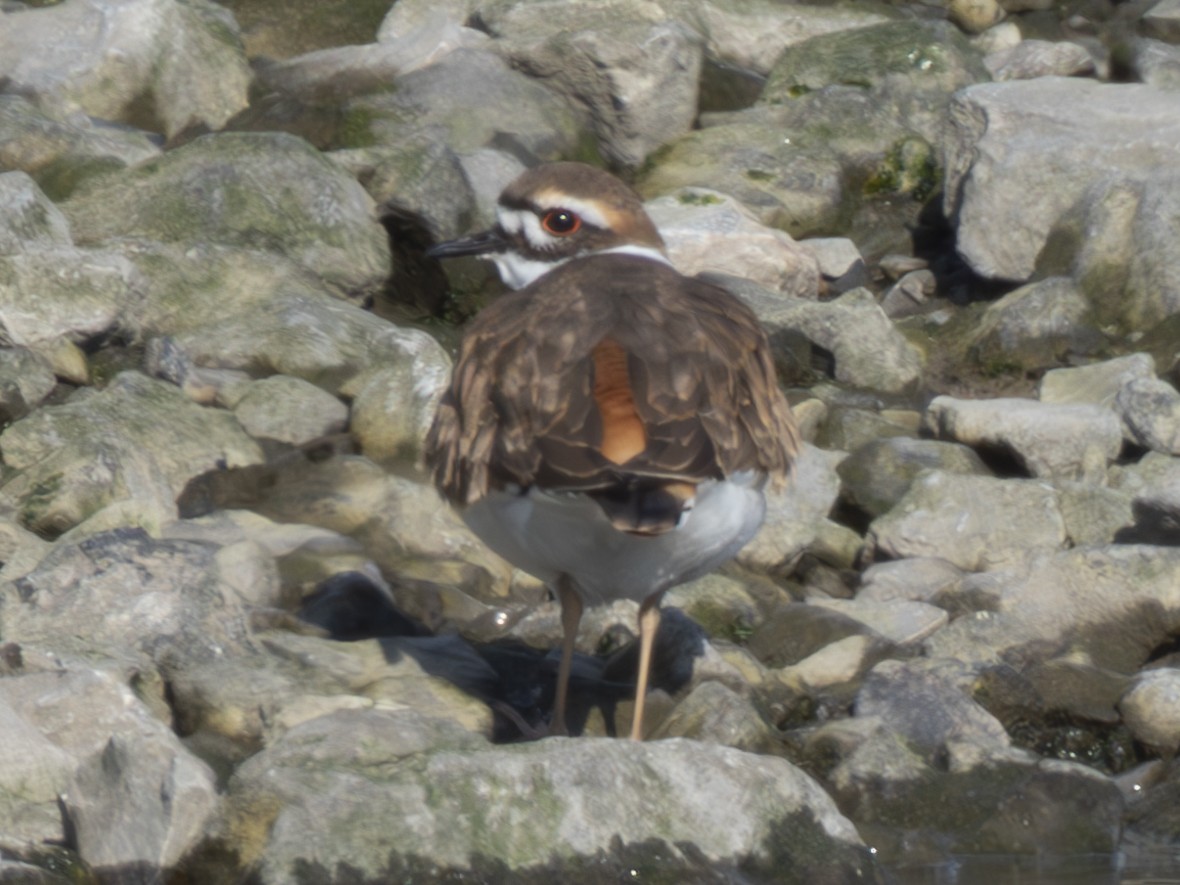Killdeer - ML611950840