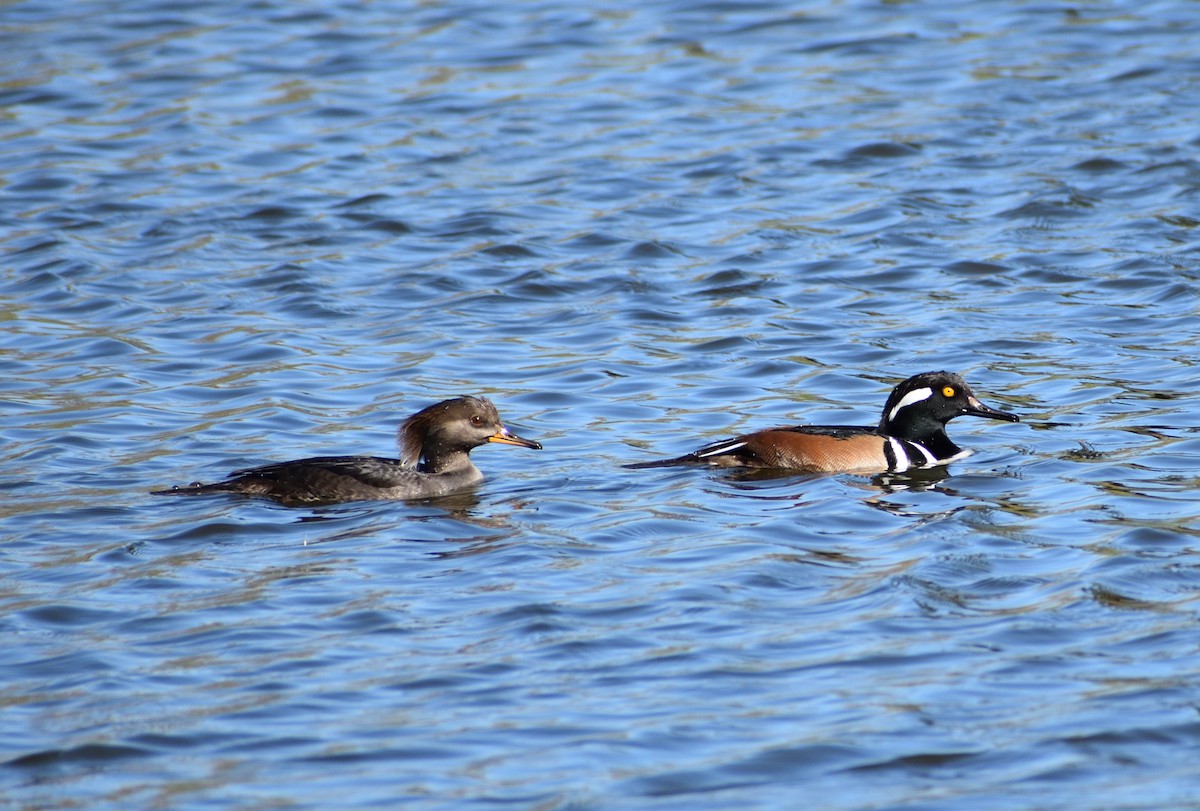 Smergo dal cappuccio - ML611950908