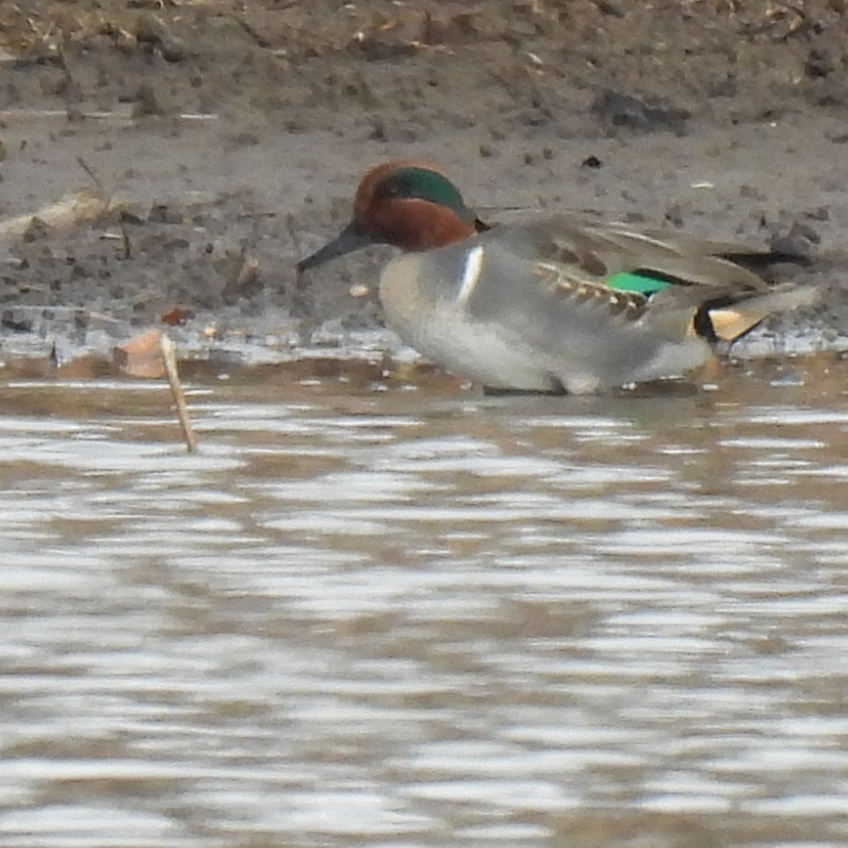 Green-winged Teal - ML611950968