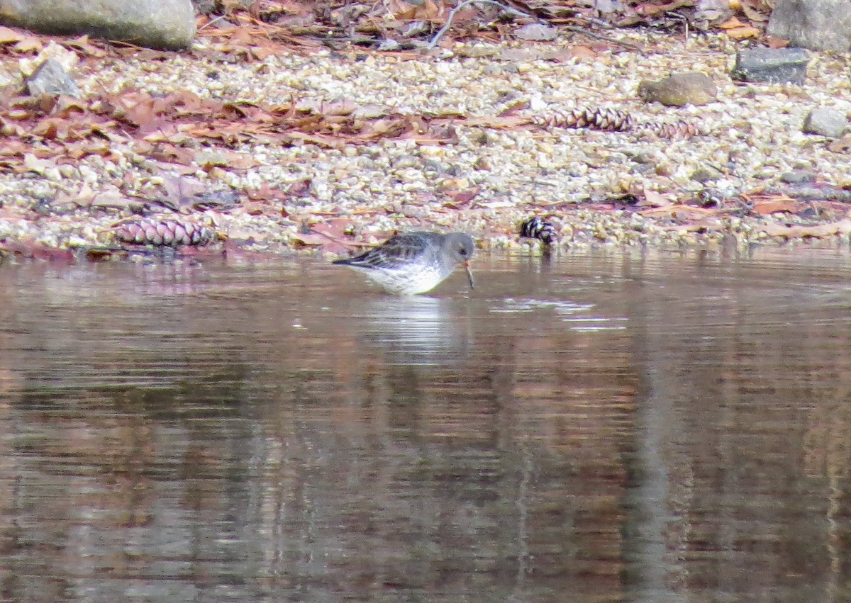 Purple Sandpiper - Iain MacLeod