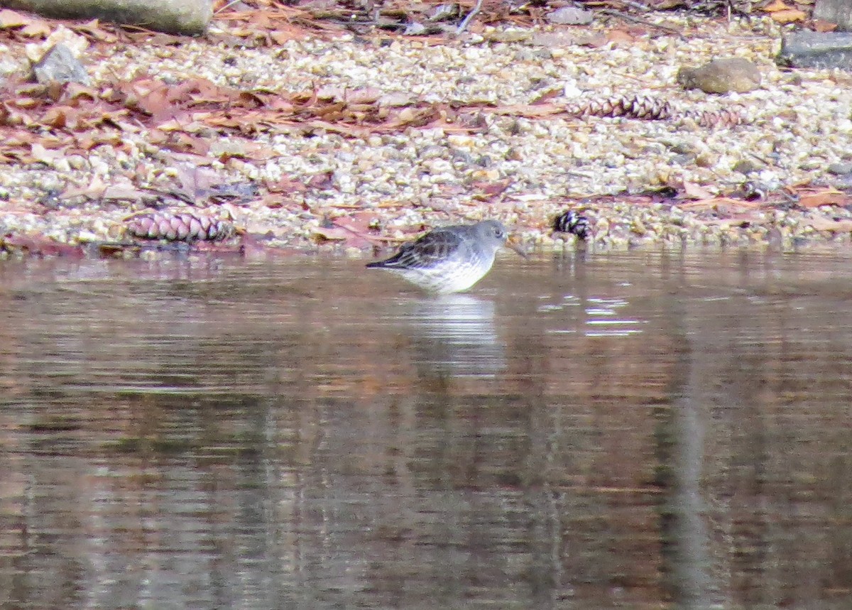 Purple Sandpiper - ML611951032