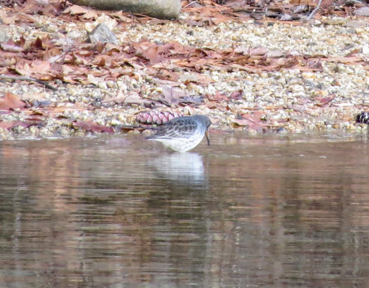 Purple Sandpiper - ML611951033