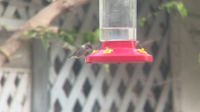 Colibrí Gorjinegro - ML611951046