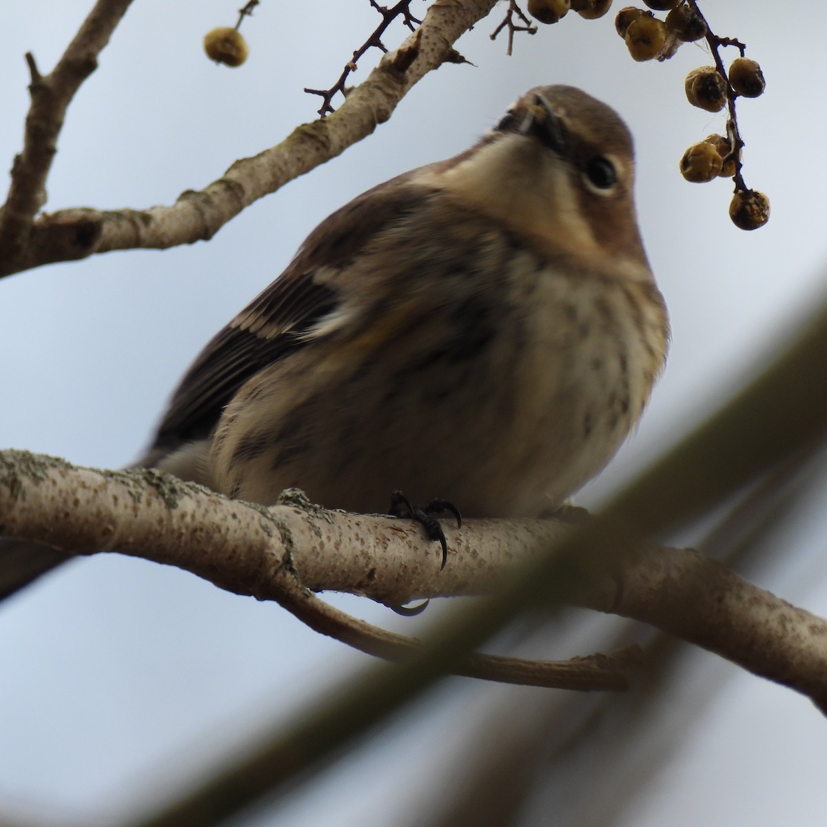 Yellow-rumped Warbler - Linda James