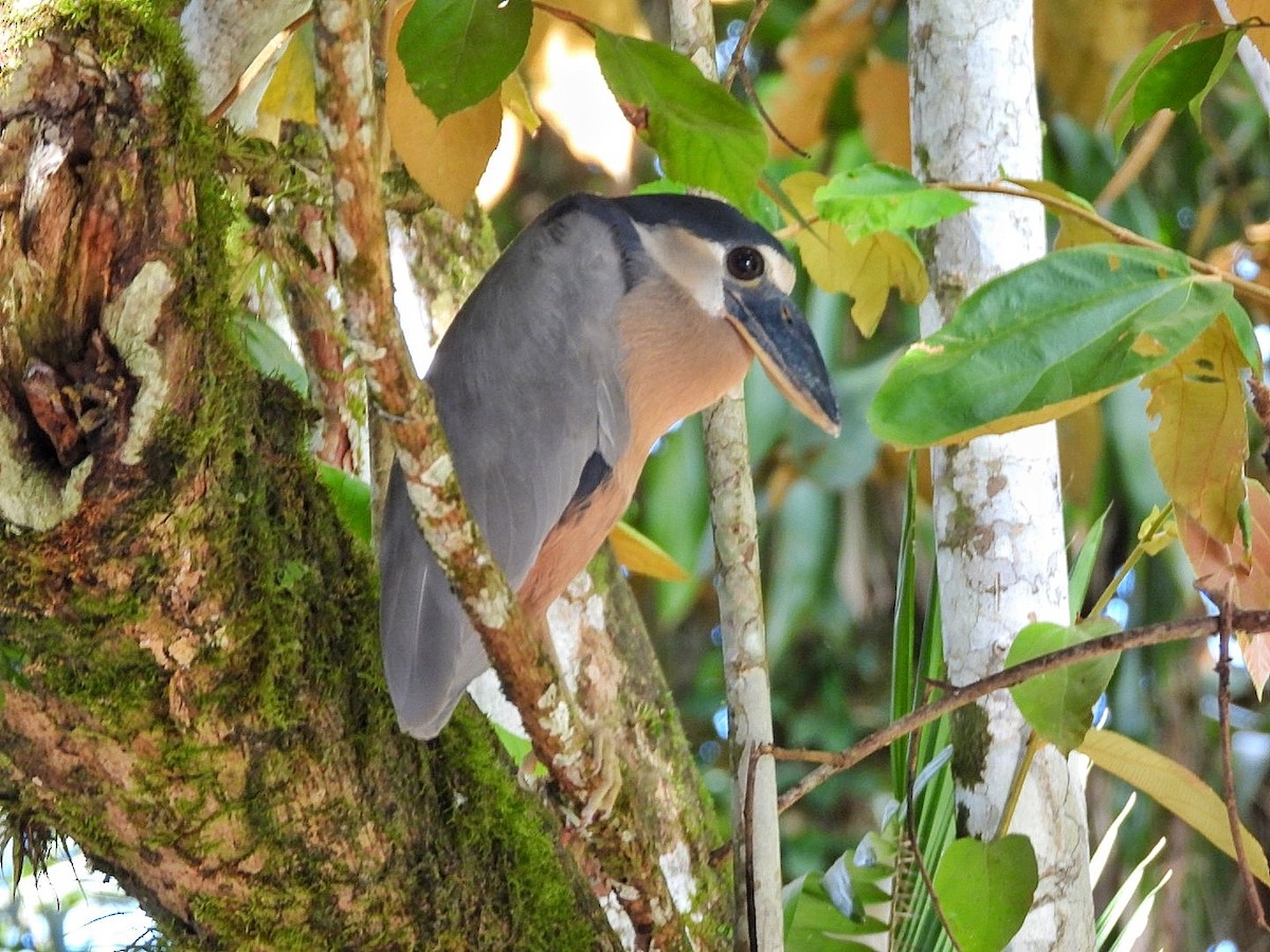 Boat-billed Heron - Gina Turone 🐩