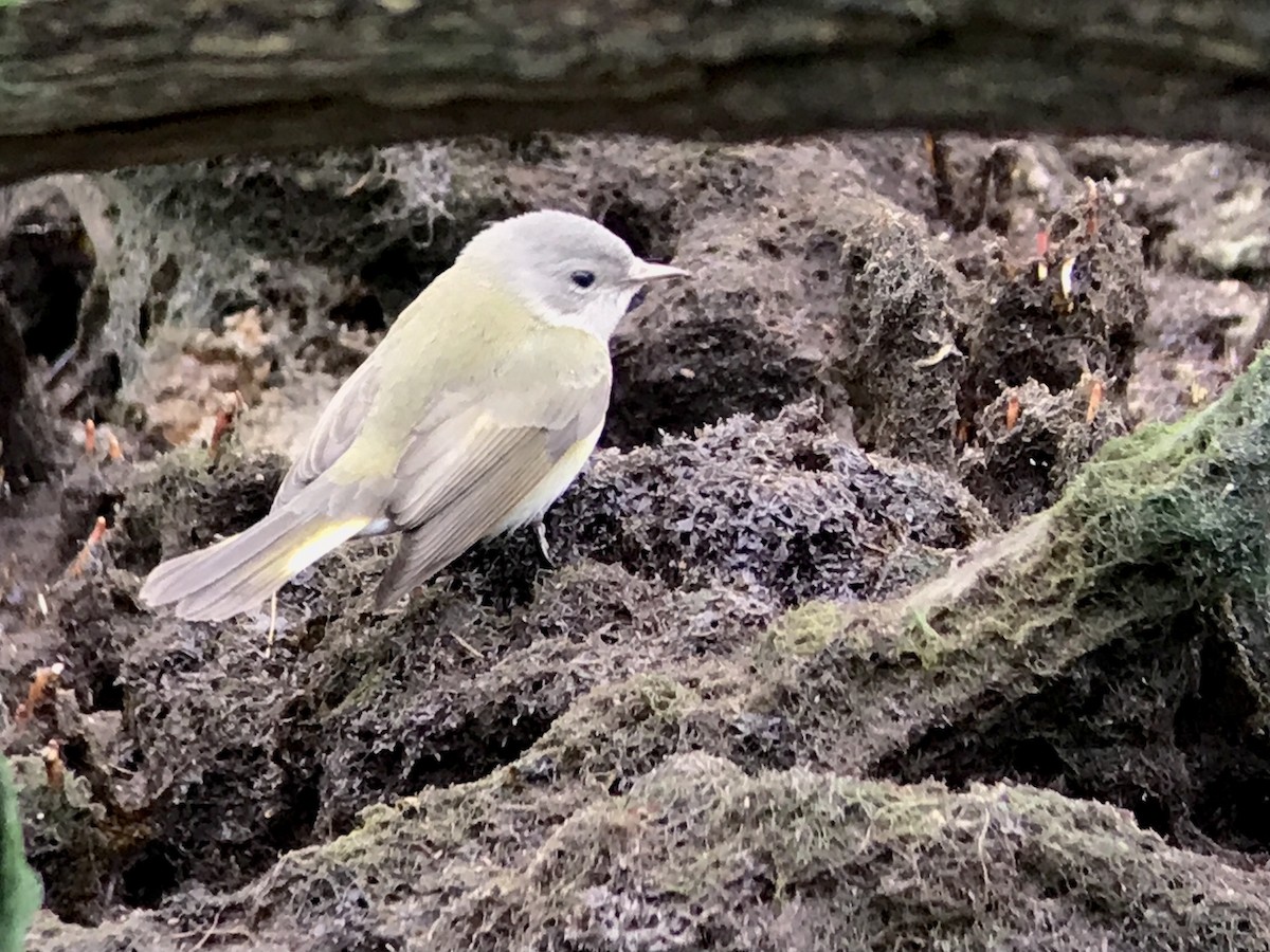 Rotschwanz-Waldsänger - ML611951316