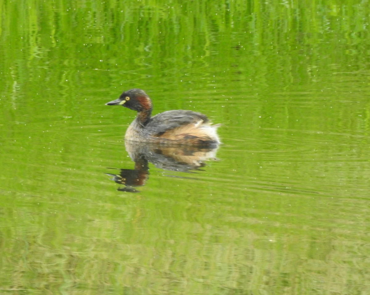 Australasian Grebe - Mark Ley