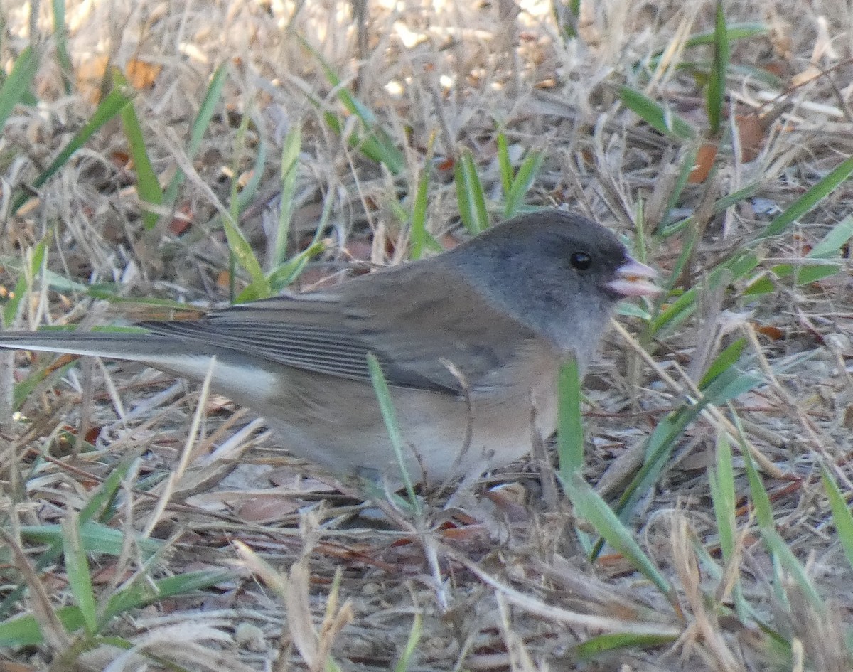 Dark-eyed Junco - Ned Wallace & Janet Rogers