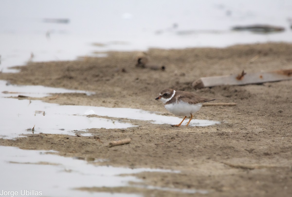 Semipalmated Plover - ML611951412
