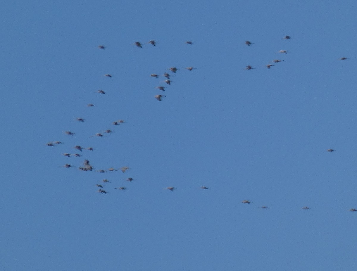 jeřáb kanadský - ML611951437