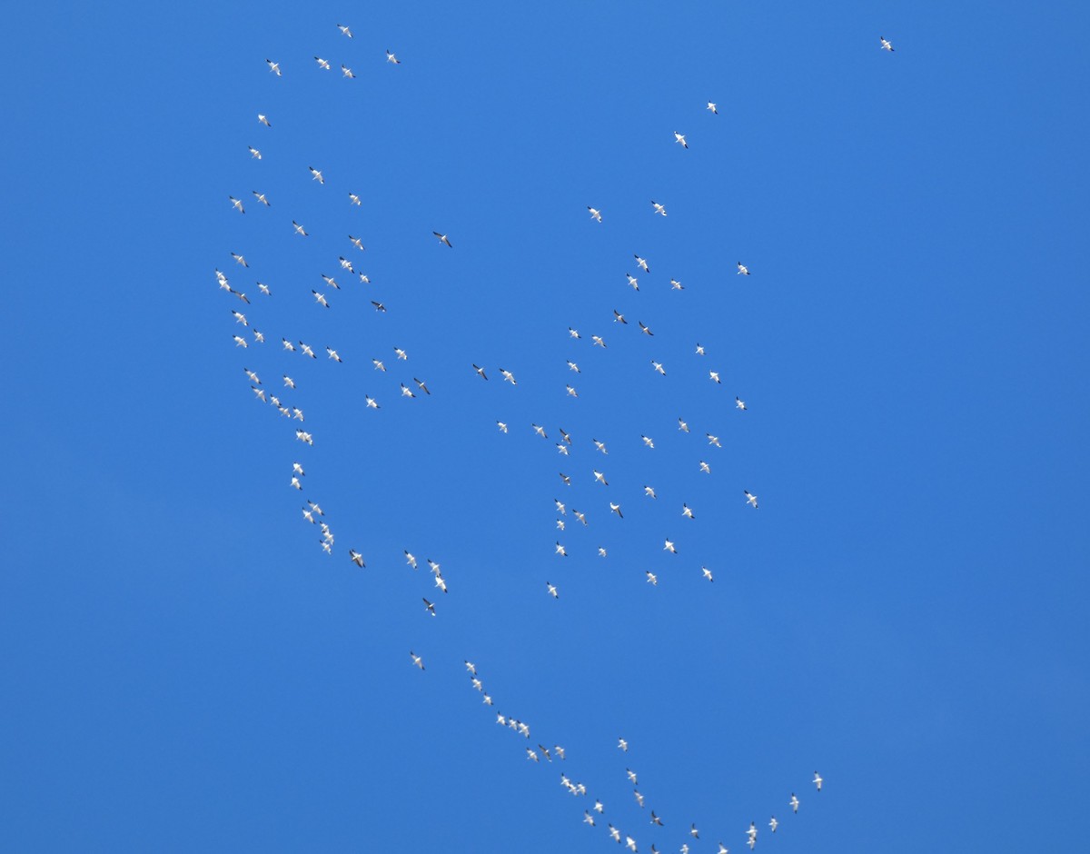 husa sněžní - ML611951489