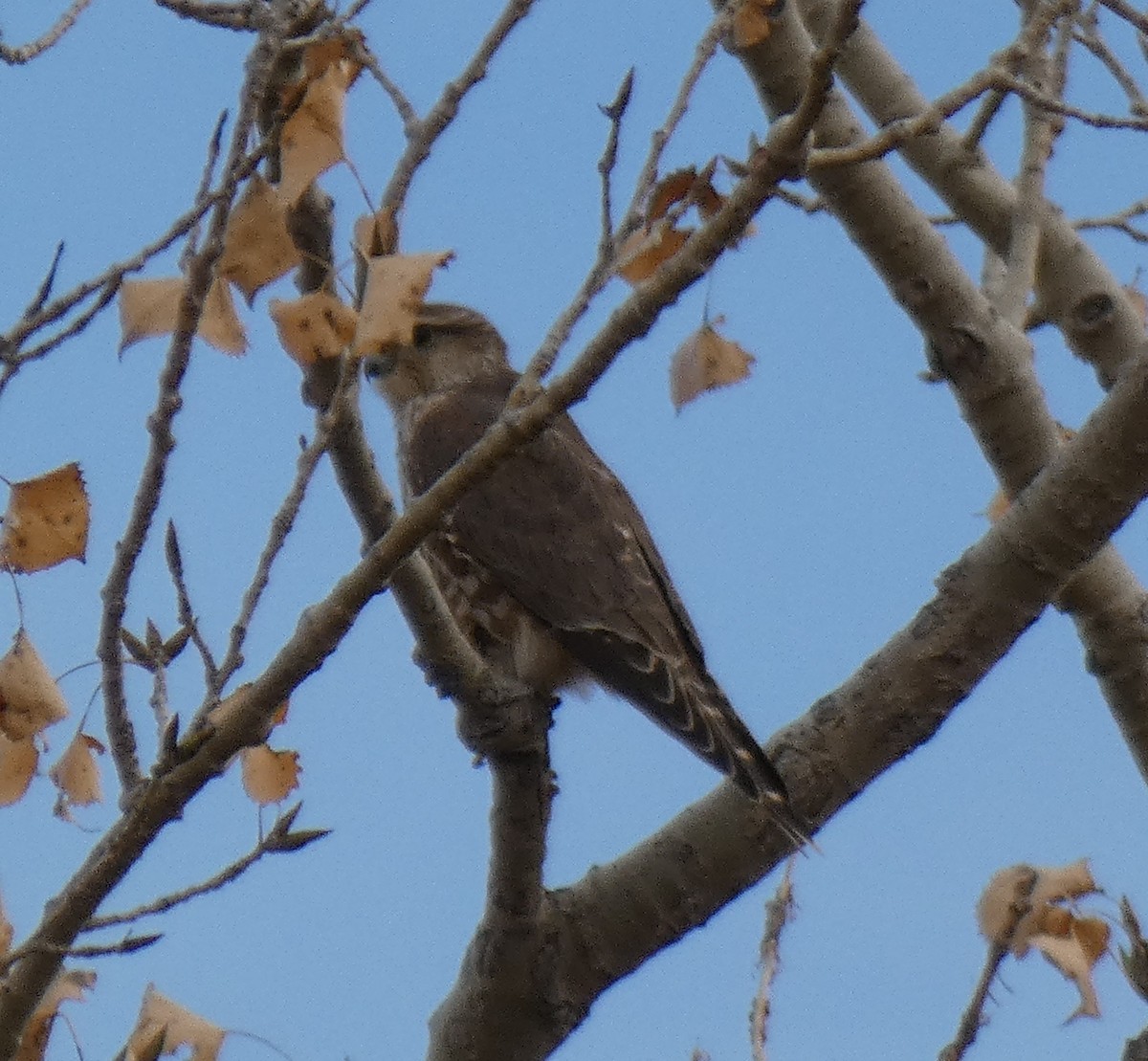 dřemlík tundrový - ML611951561