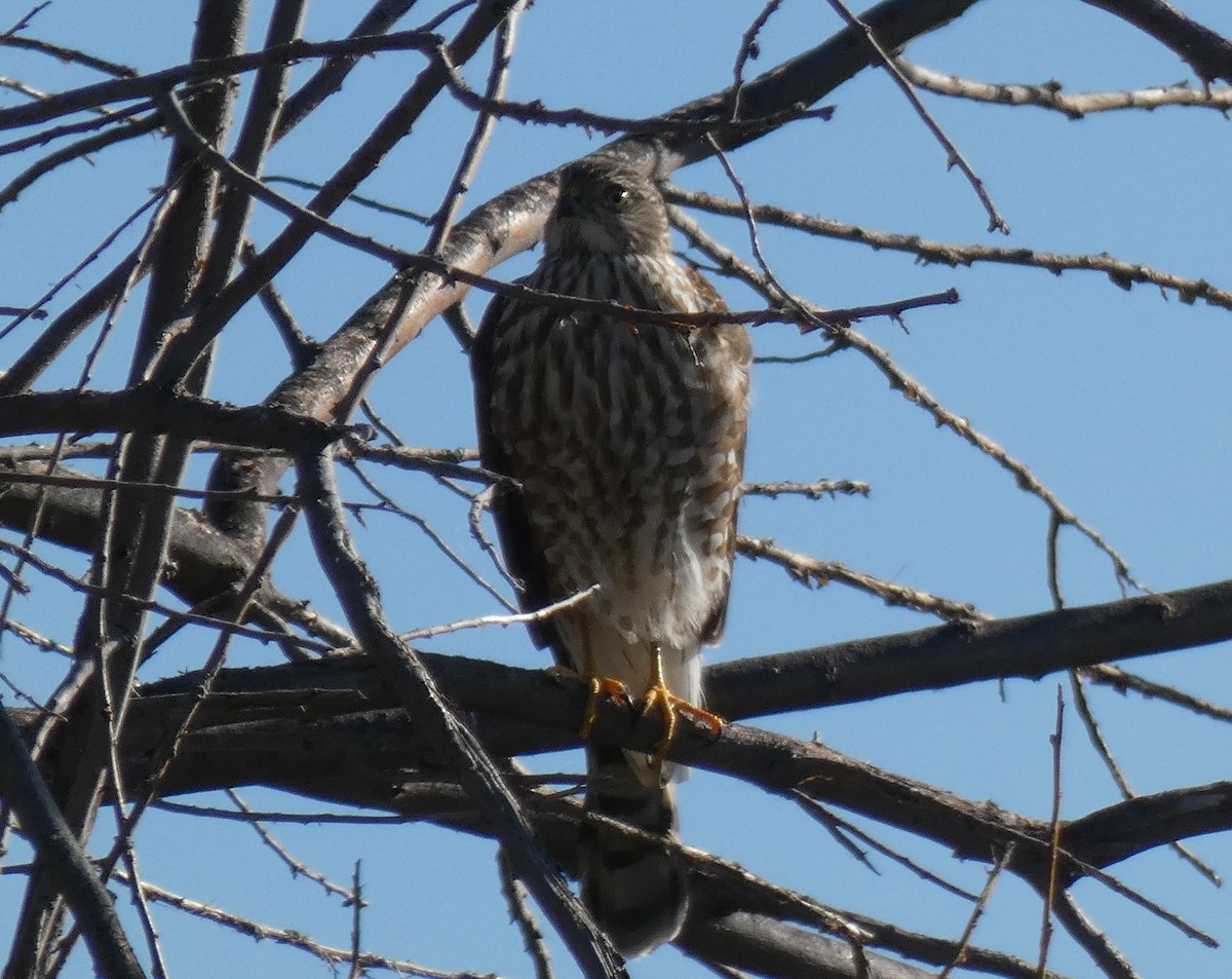 Sharp-shinned Hawk - ML611951653