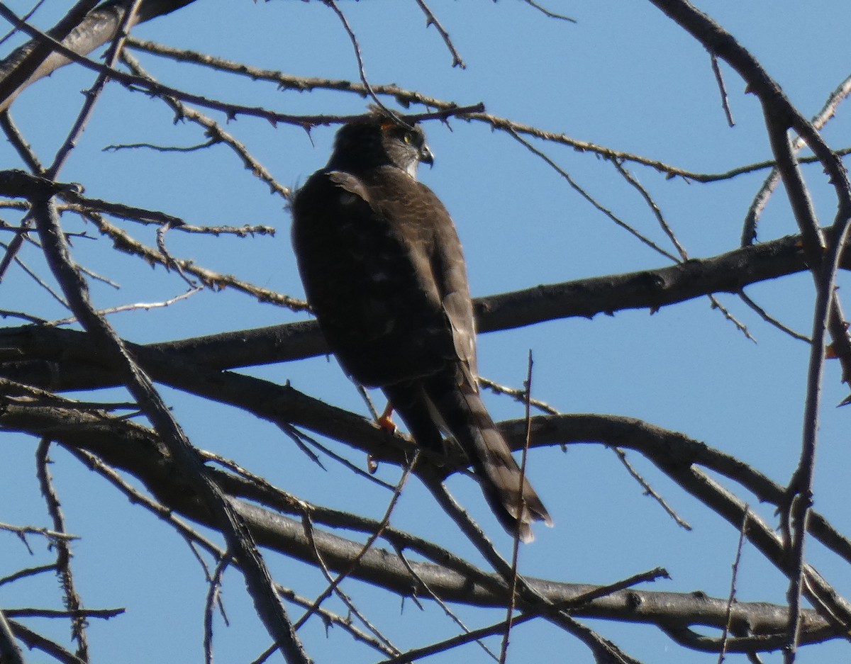 Sharp-shinned Hawk - ML611951654