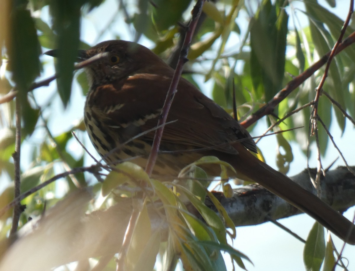 Brown Thrasher - ML611951682