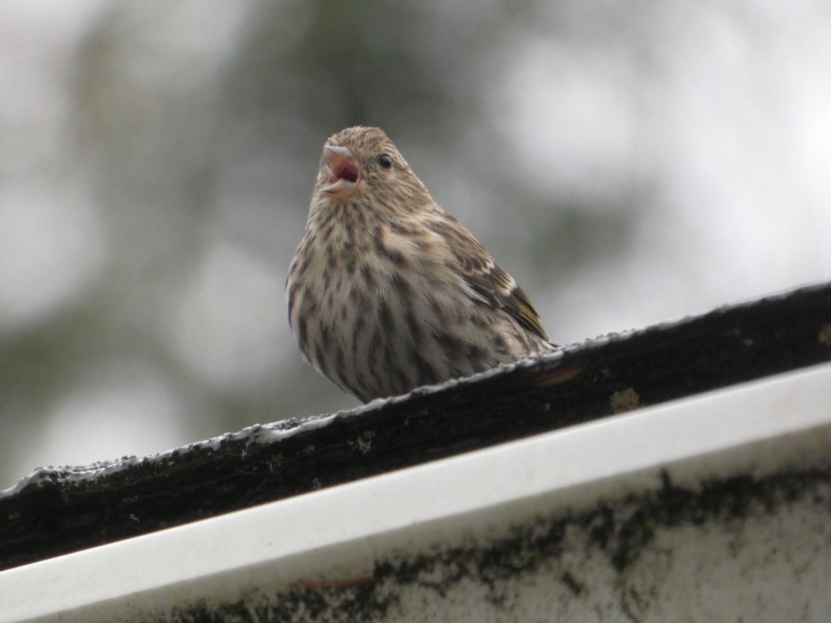 Pine Siskin - ML611951695