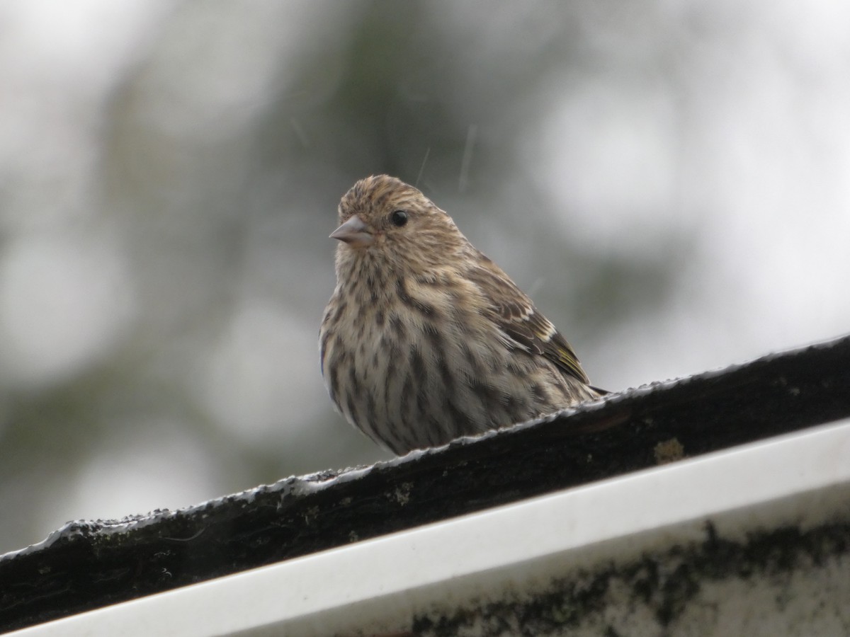 Pine Siskin - ML611951696