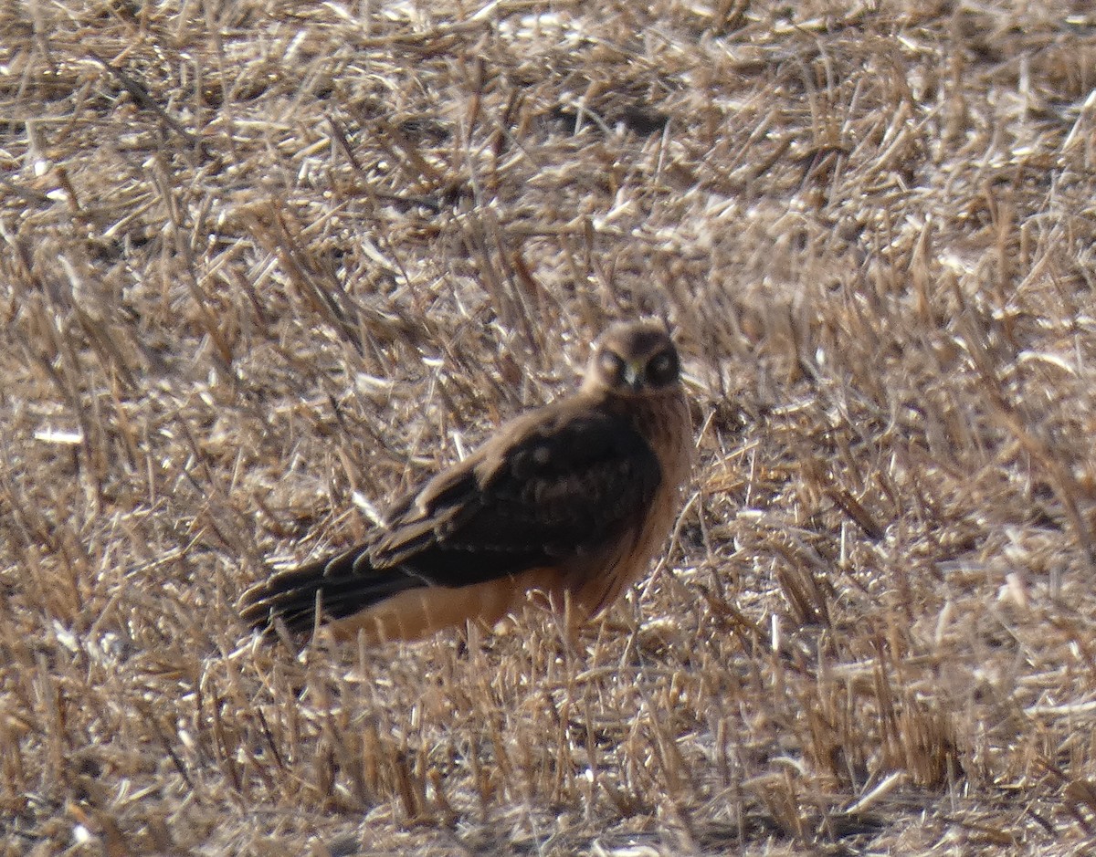 moták severoamerický - ML611951705