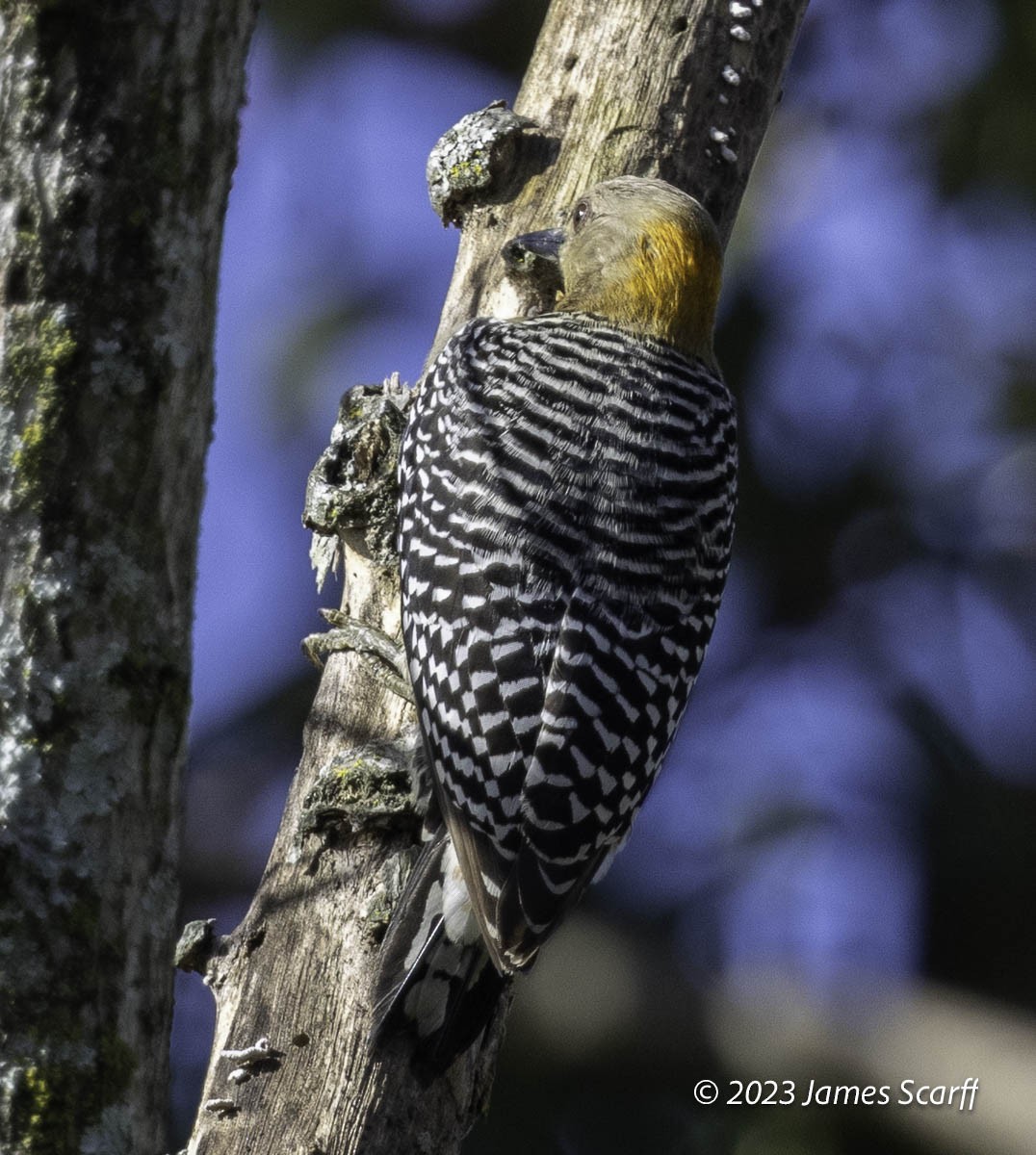 Hoffmann's Woodpecker - Jim Scarff