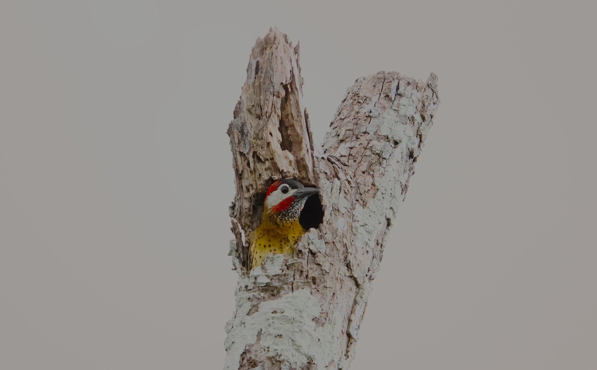 Spot-breasted Woodpecker - Edurne Ugarte