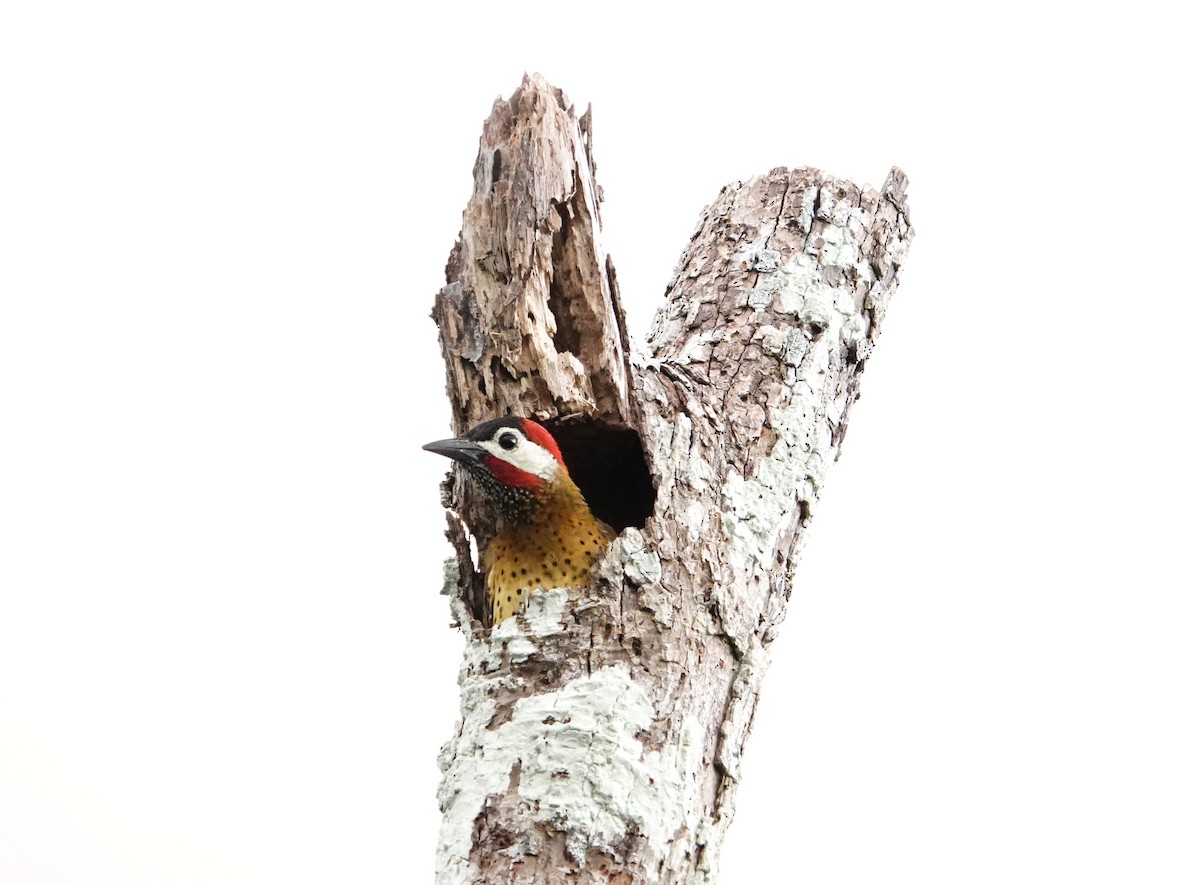 Spot-breasted Woodpecker - Edurne Ugarte