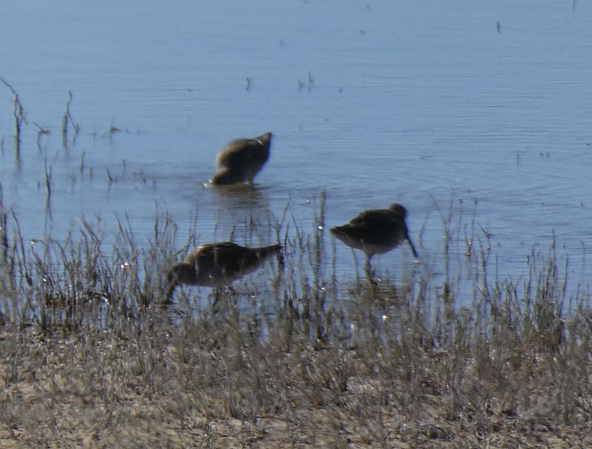 Long-billed Dowitcher - ML611951843