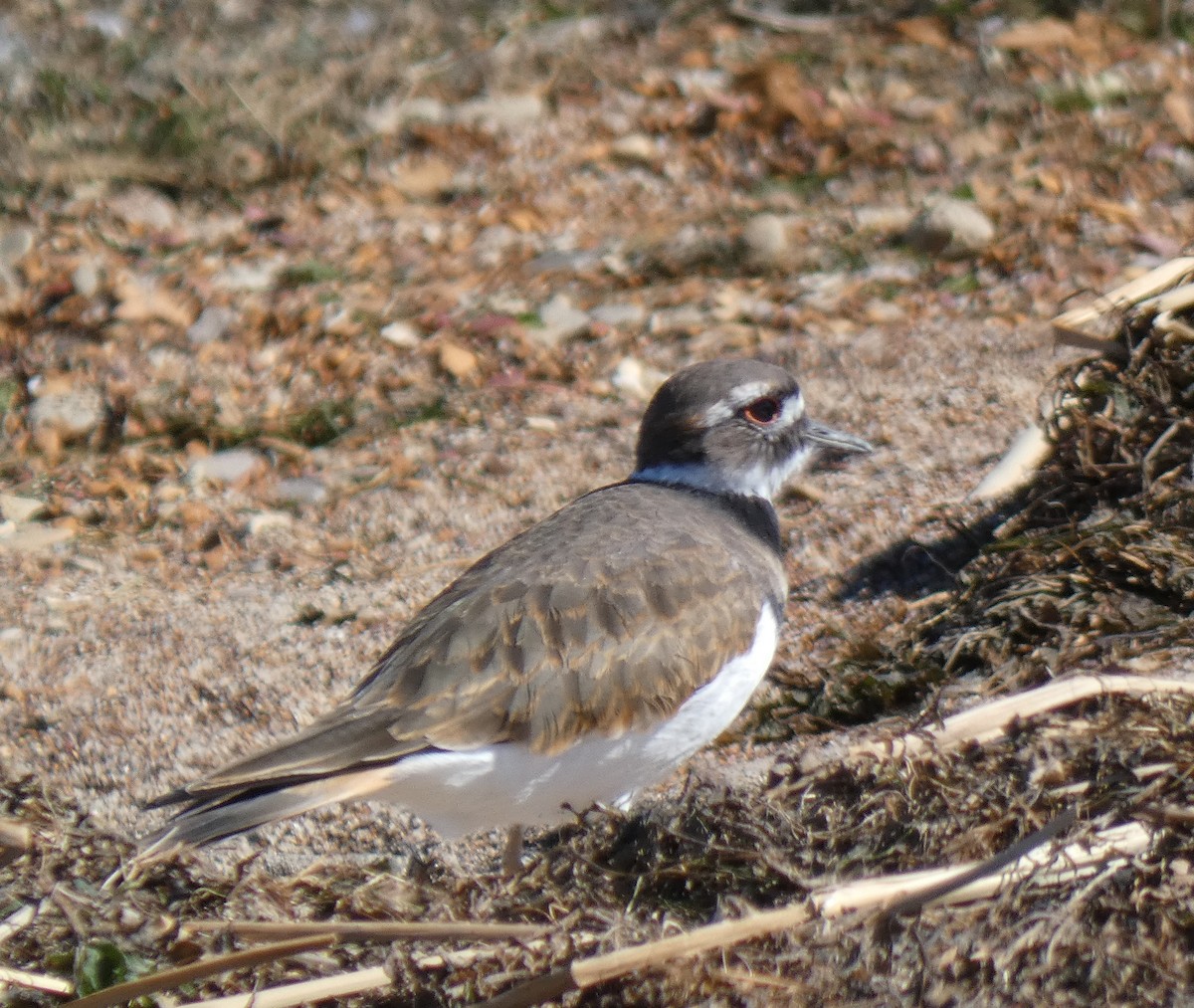 kulík rezavoocasý - ML611951863