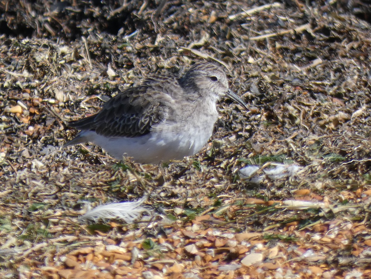 jespák drobný - ML611951906