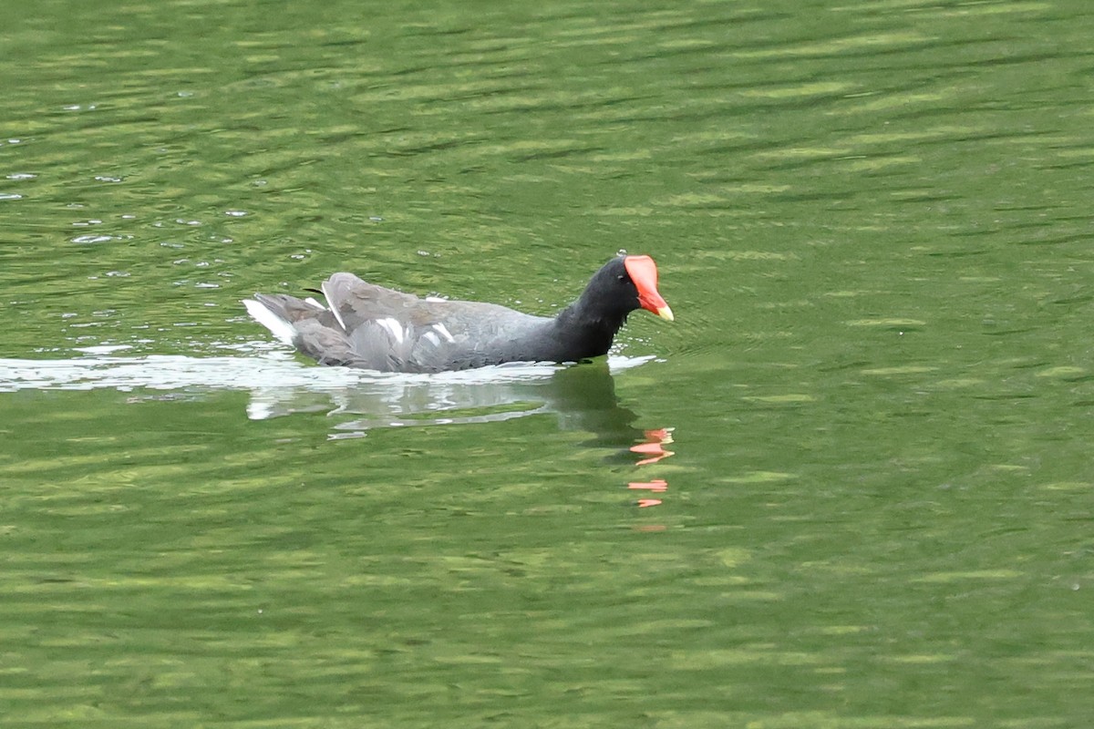 Common Gallinule - Daniel Engelbrecht - Birding Ecotours