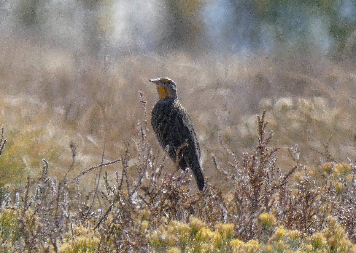 Western Meadowlark - ML611951934