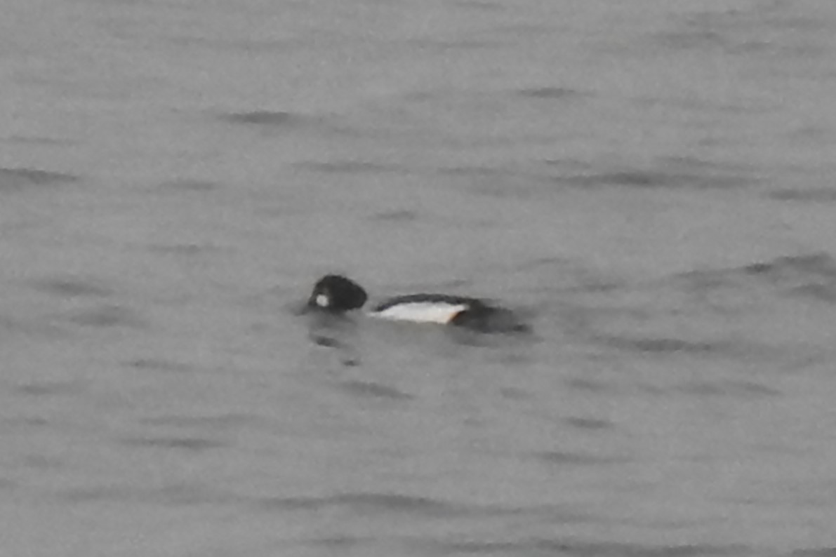 Common Goldeneye - Cos van Wermeskerken