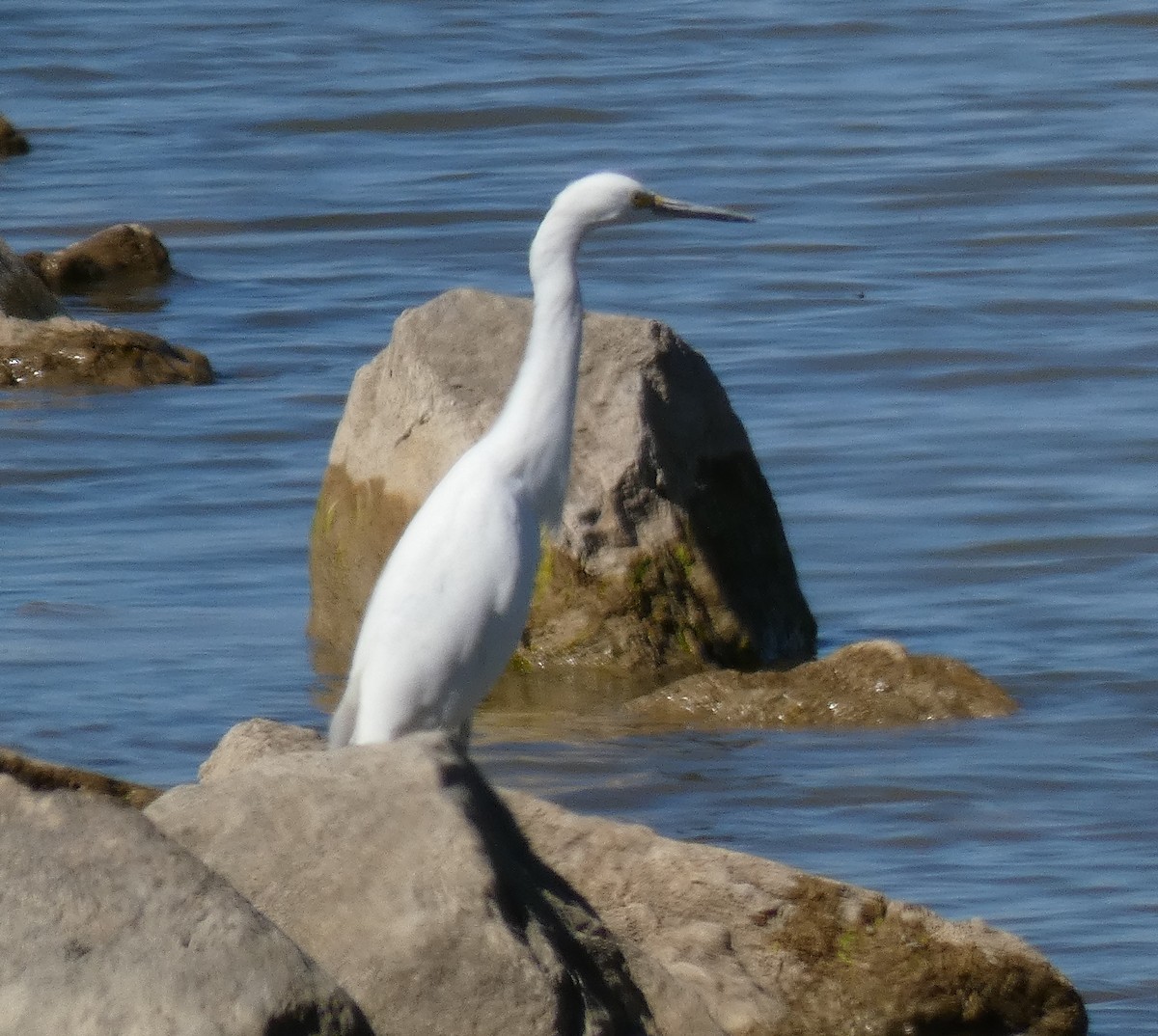 volavka bílá - ML611951963
