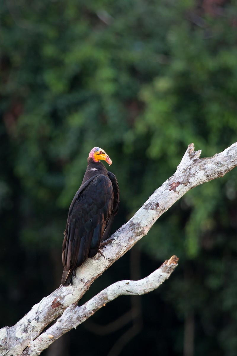 Greater Yellow-headed Vulture - ML611952009