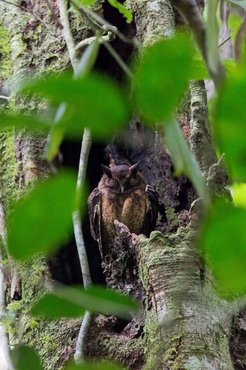 Tawny-bellied Screech-Owl - ML611952064