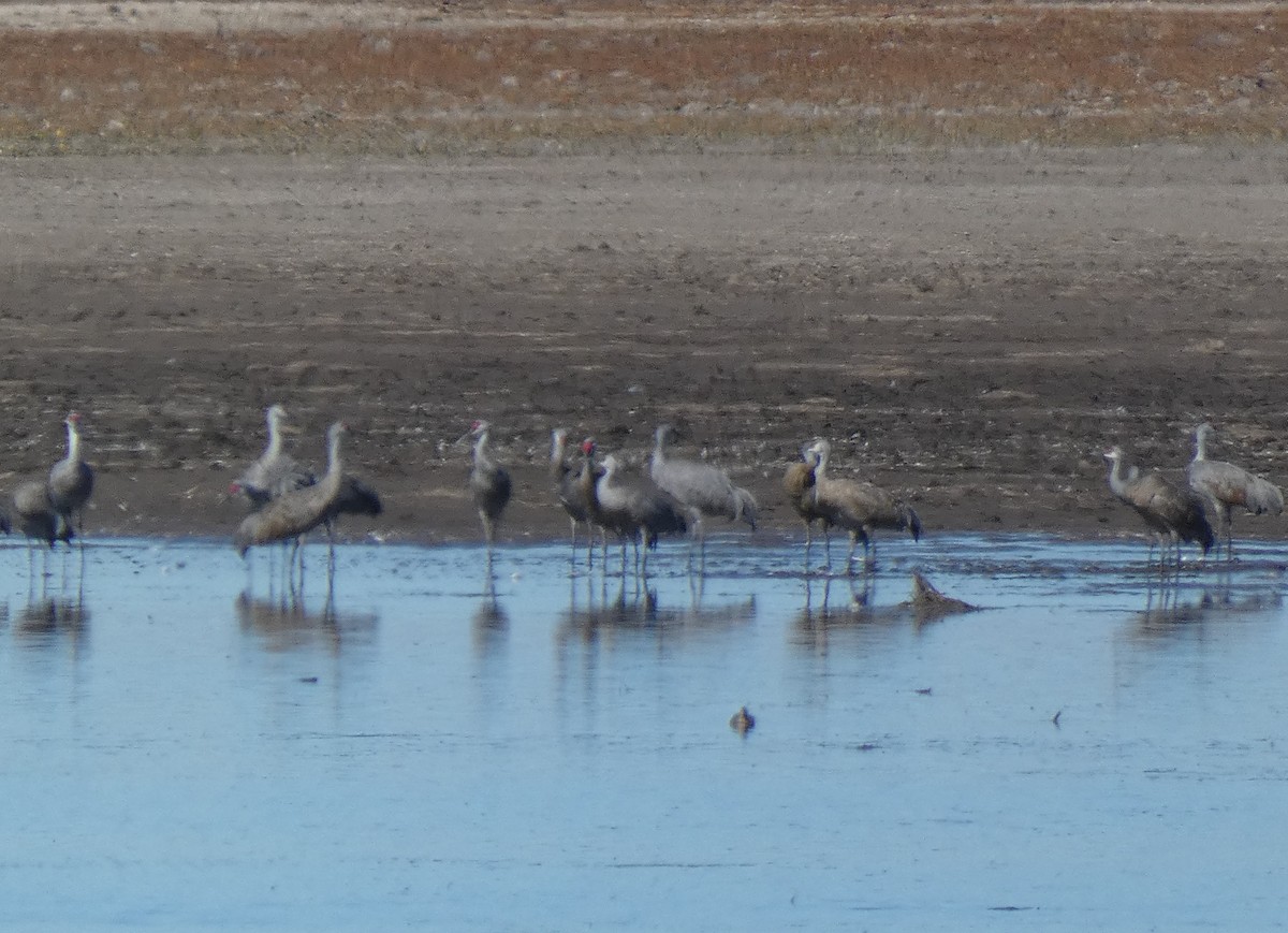 jeřáb kanadský - ML611952068