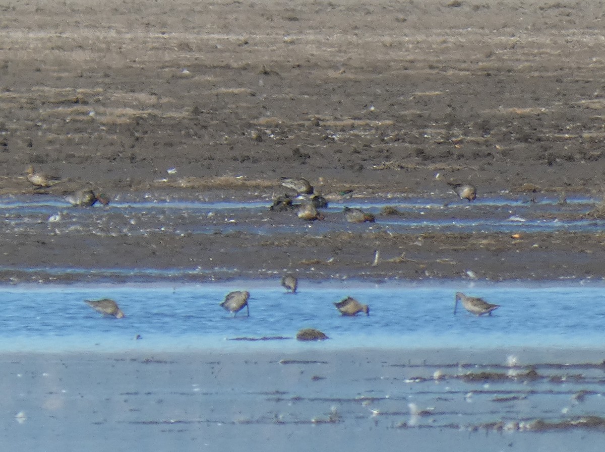 Long-billed Dowitcher - ML611952081