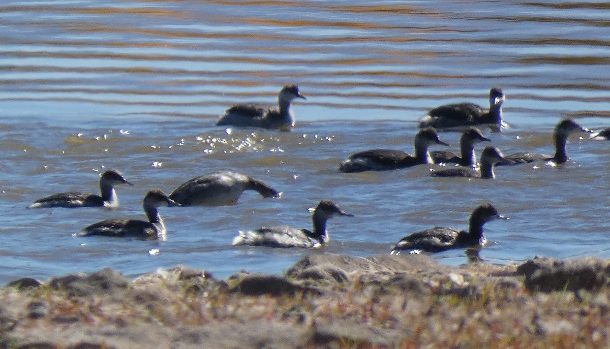 potápka černokrká - ML611952107