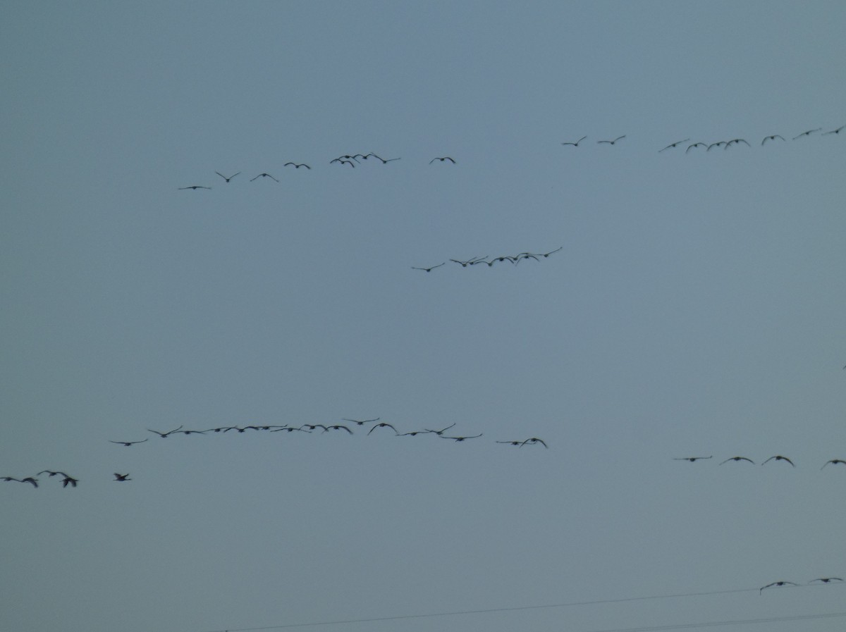 jeřáb kanadský - ML611952127