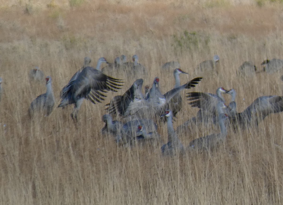 Sandhill Crane - ML611952130