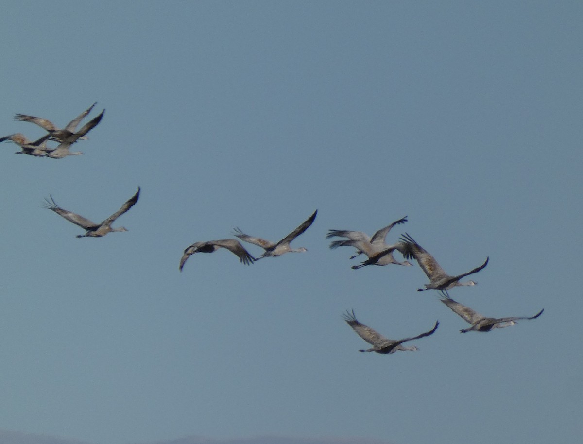 Sandhill Crane - ML611952134